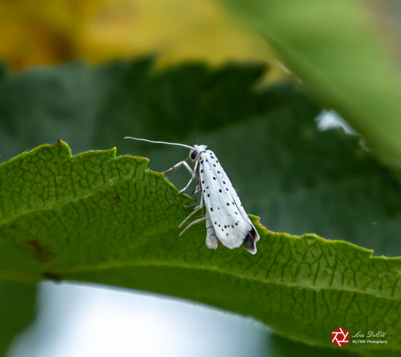 Lois DeEll14 - Insect 