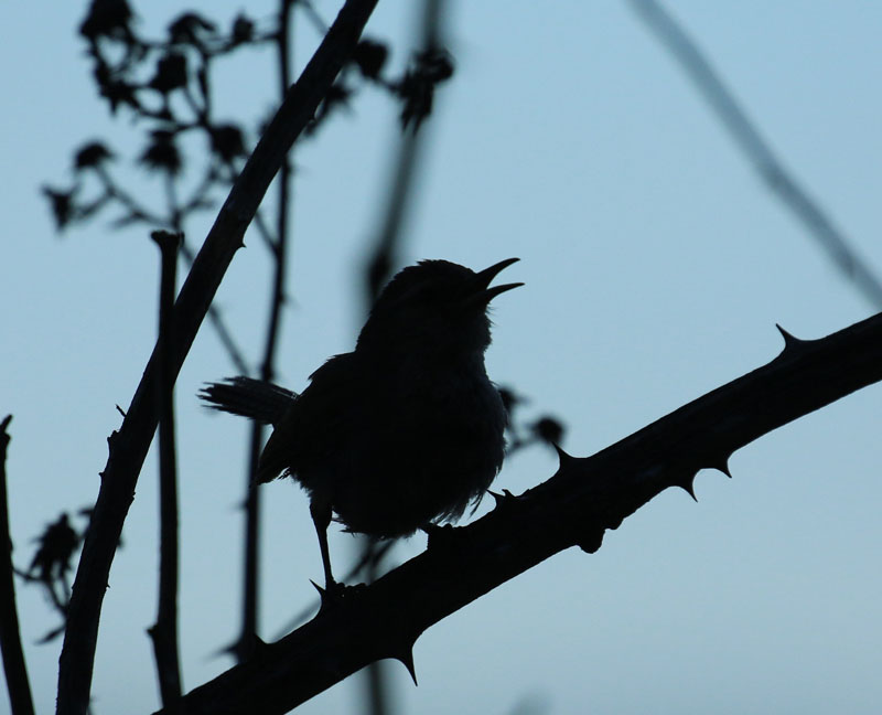 Willie Harvie12 Silhouette