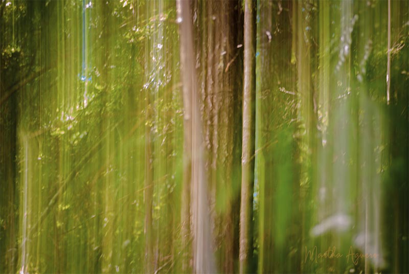 Martha AgueroSummer Challenge 09 Intentional Camera Movement