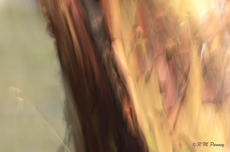 Rachel Penney 09 - Intentional Camera Movement