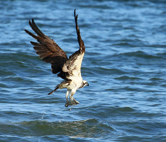 Willie HarvieOsprey & fish 