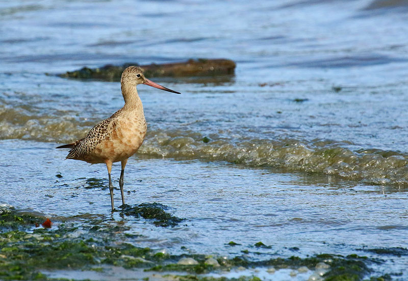 Willie HarvieMarbled Godwit at ocean's edge