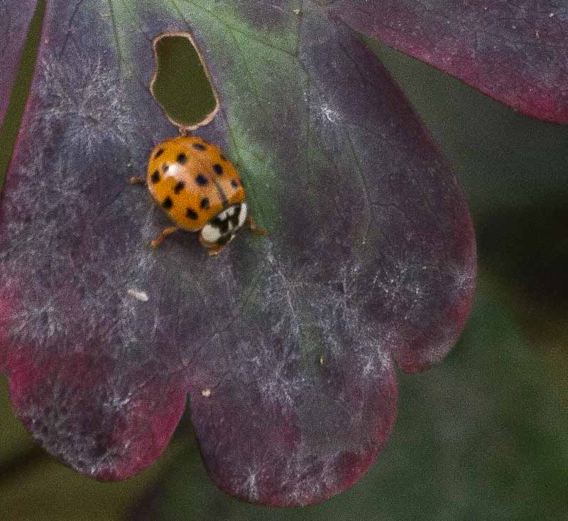 Carl Erland  Lady Bug