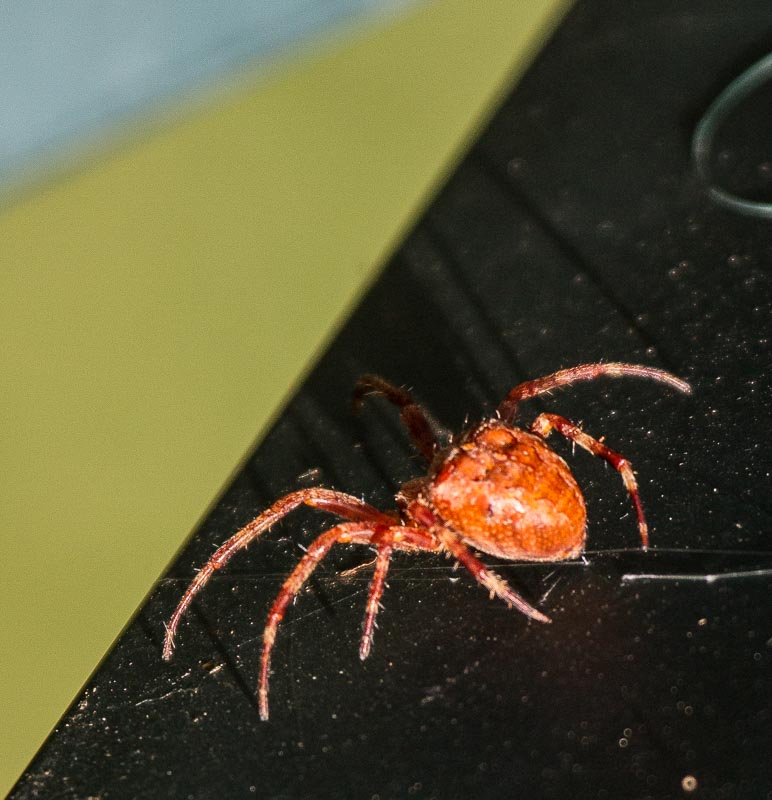 Carl Erland  Garden Spider