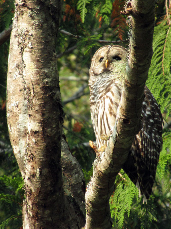 Willie HarvieBarred Owl