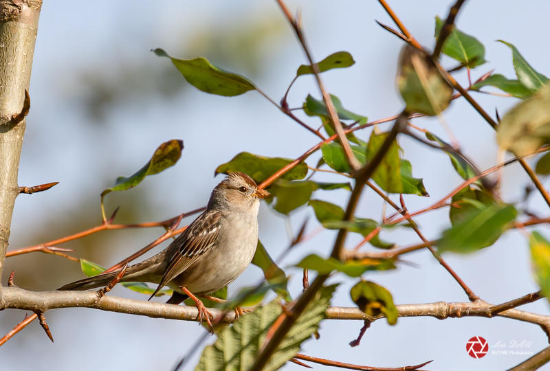 Lois DeEllDirty Beak Sparrow