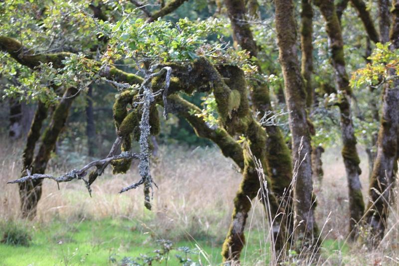 Allan CurtisGarry Oak Preserve