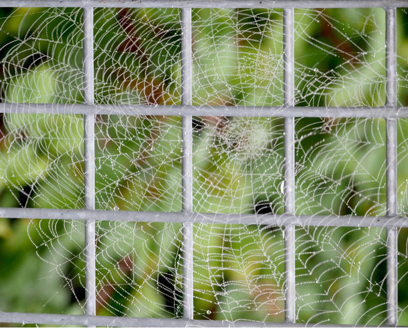 Linda McBrideNatural Pattern - Double Spider Web Art