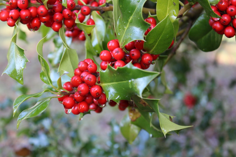 Allan CurtisHolly Berries