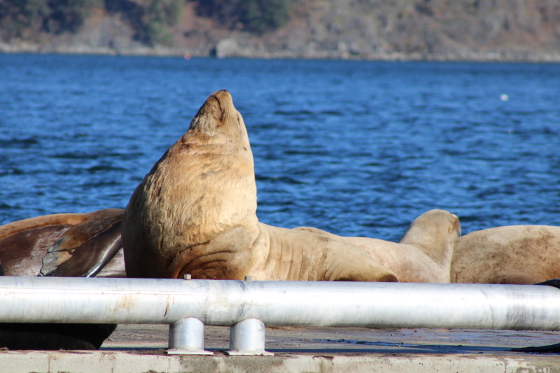 Allan CurtisProud to be a Sea Lion