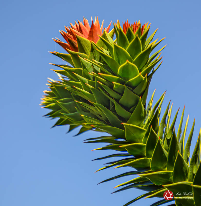 Lois DeEllMonkey Puzzle Tree 