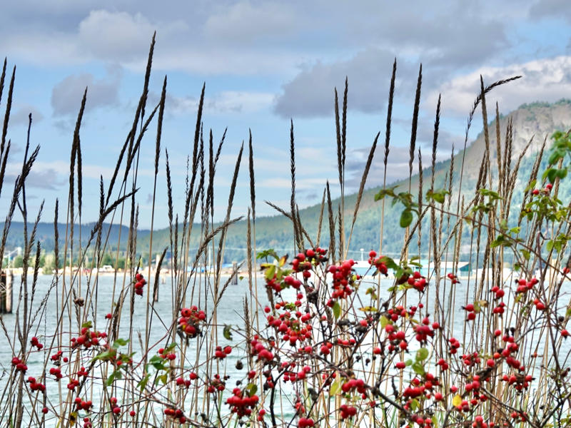 Linda McBrideGrasses Berries to Mt Tzouhalem 