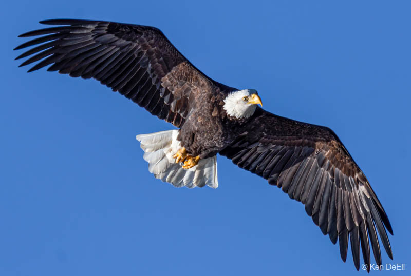 Ken DeEllThe Wings of an Eagle 