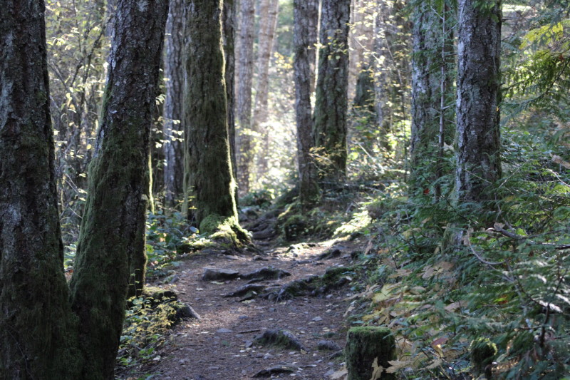 Allan CurtisForest Path