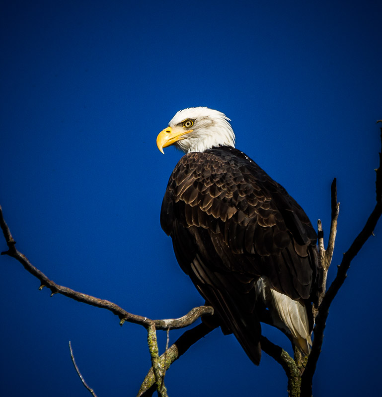 Carl Erland  Got My Eye on Your Camera