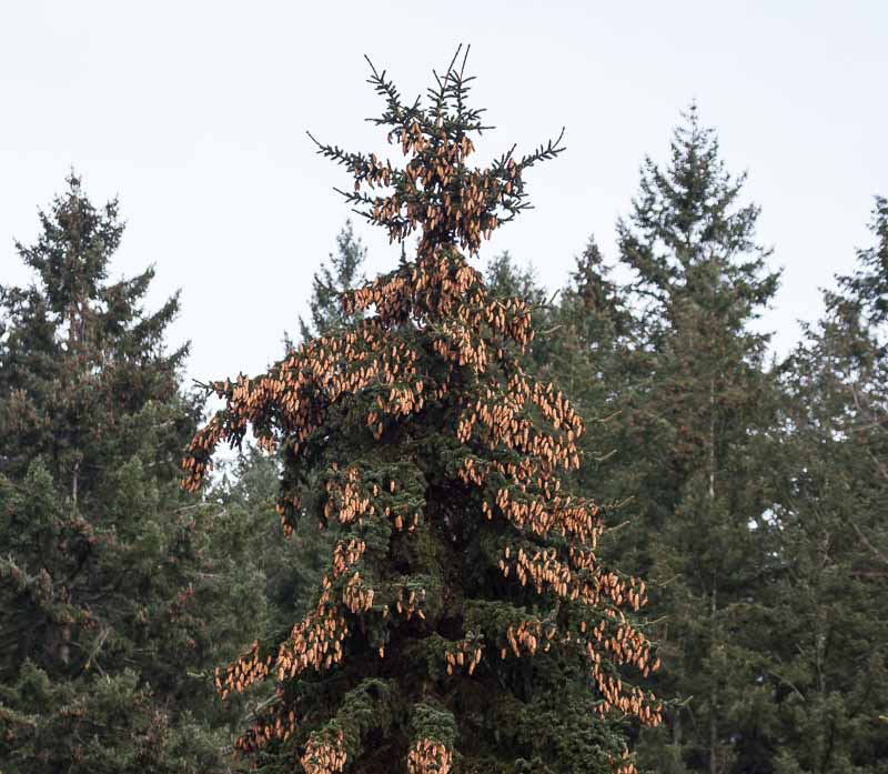 Carl Erland  Sign of Hard Winter