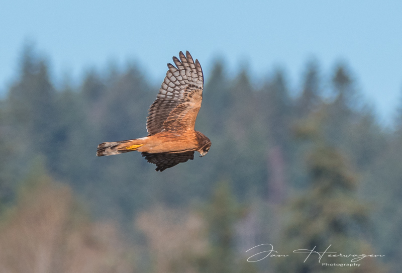 Jan HeerwagenNorthern Harrier on Hunt