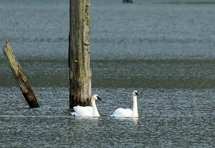 Willie HarvieTrumpeter swans 