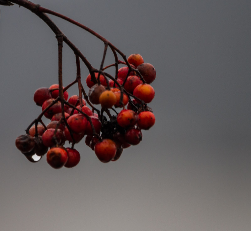 Carl Erland  Mt. Ash Berries