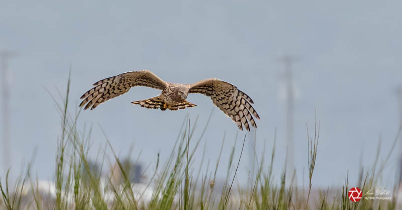 Lois DeEllNorthern Harrier Hawk