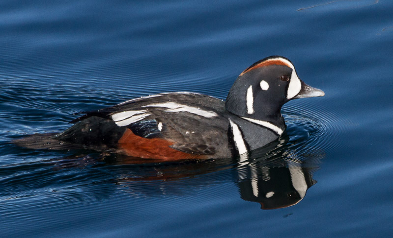 Carl Erland  Harlequin Duck