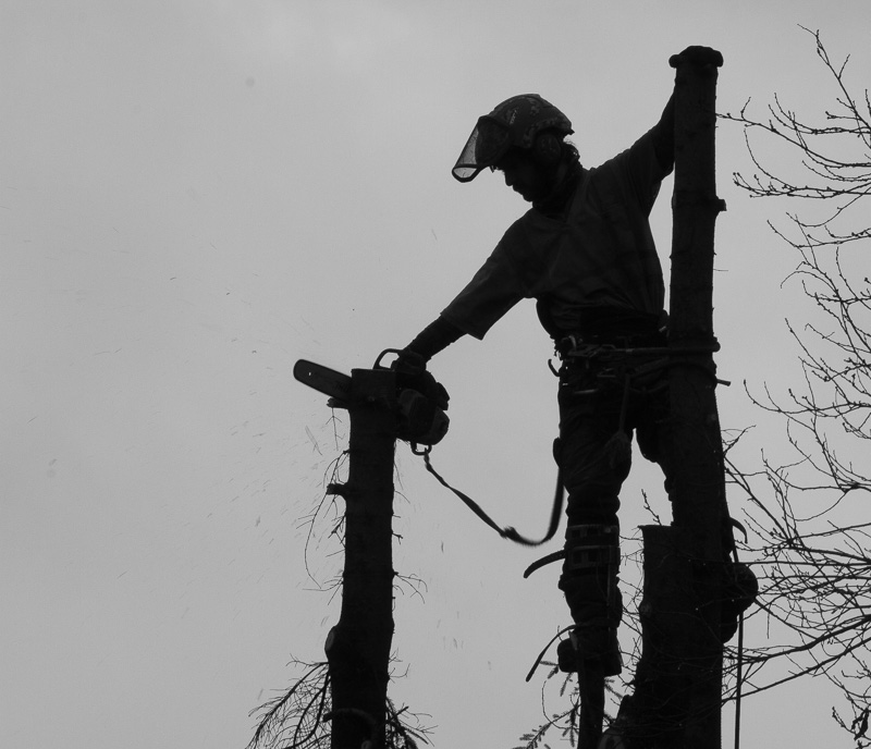 Carl Erland  The Tree Trimmer