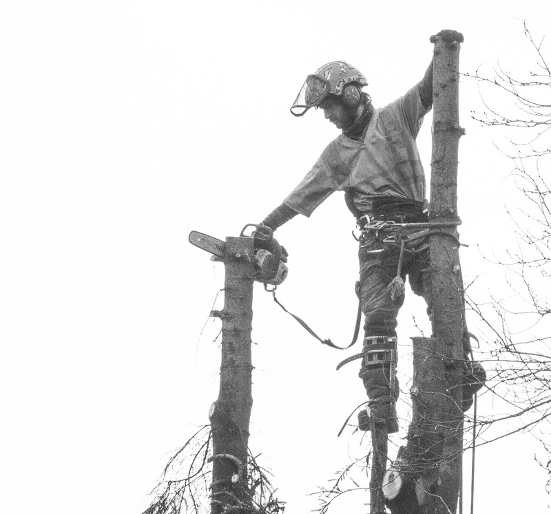 Carl Erland  The Tree Trimmer