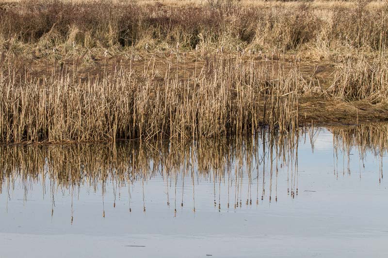 Carl Erland  Cowichan River EstuaryFeb 20-21, 2021Cat Tails