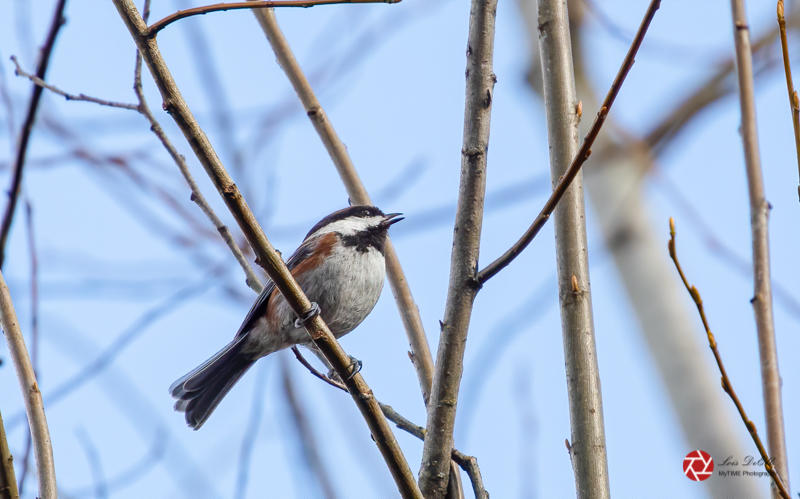 Lois DeEllChestnut Backed Chickadee 