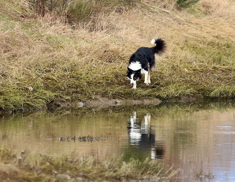 Willie HarvieCowichan River Estuary2021 Feb.Dog at River's Edge