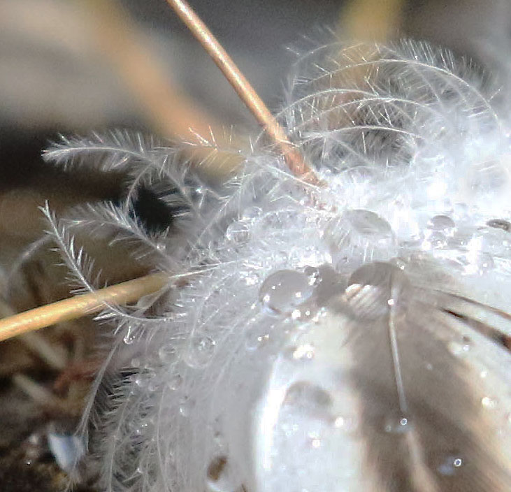 Willie HarvieCowichan Close-Up2021 MarchFeather & Droplets