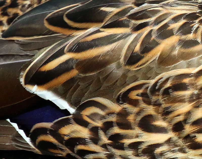 Willie HarvieCowichan Close-Up2021 MarchDuck Feathers