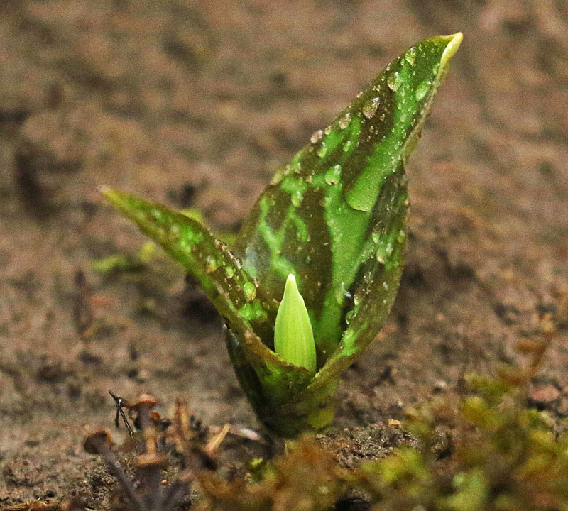 Willie HarvieCowichan Close-Up2021 MarchFawn Lily