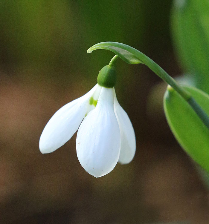 Willie HarvieCowichan Close-Up2021 MarchSnowdrop