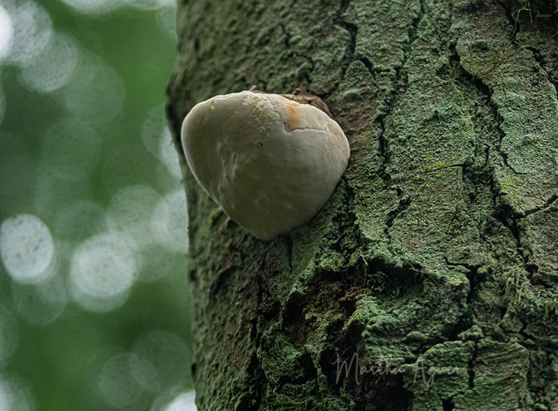 Martha Aguero White Fungus on tree bark