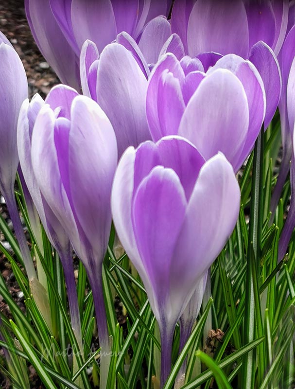 Martha AgueroCowichan Close-Up2021 MarchCrocus are back