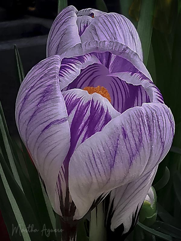 Martha AgueroCowichan Close-Up2021 MarchCrocus in burst