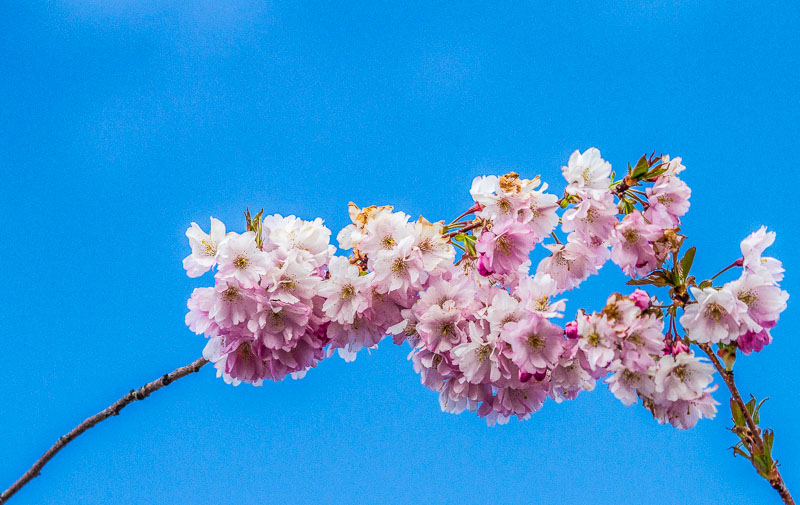 Carl Erland April 2021Cherry Blossoms