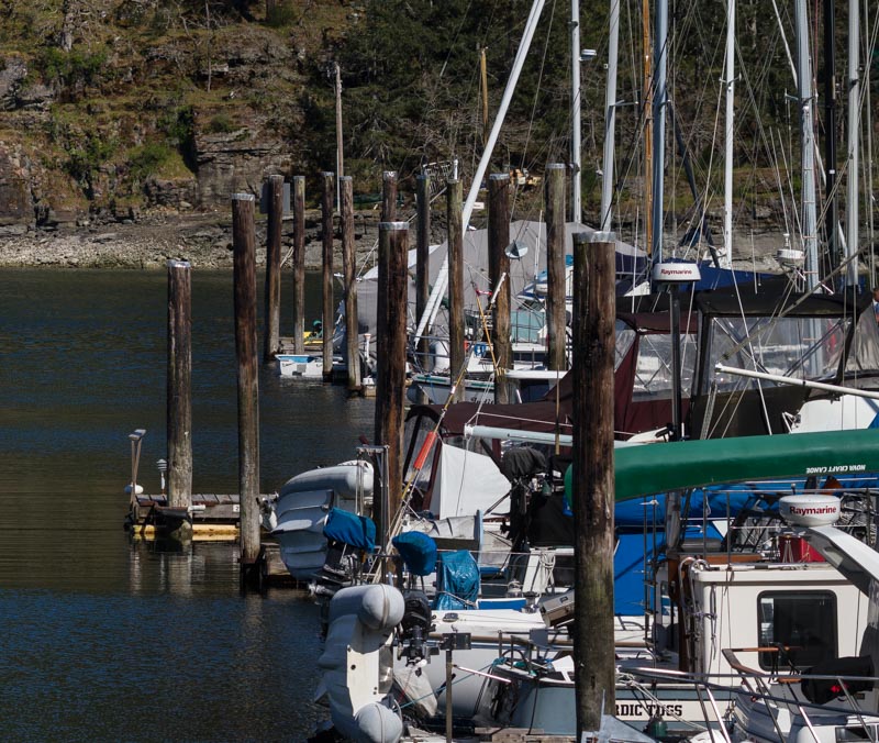 Racine Erland<br>Cowichan Marinas<br>April 2021<br>A Forest of Piling
