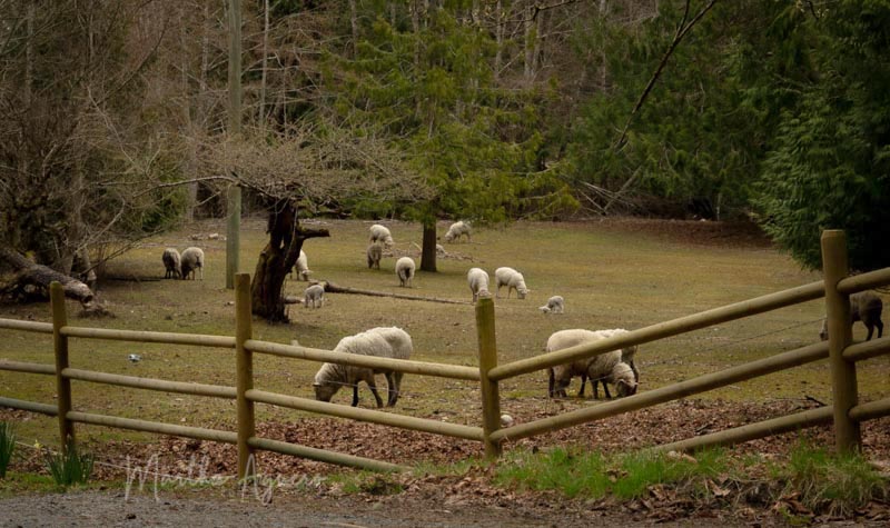 Martha AgueroCowichan Gates and Fences April 2021Sheep Fence