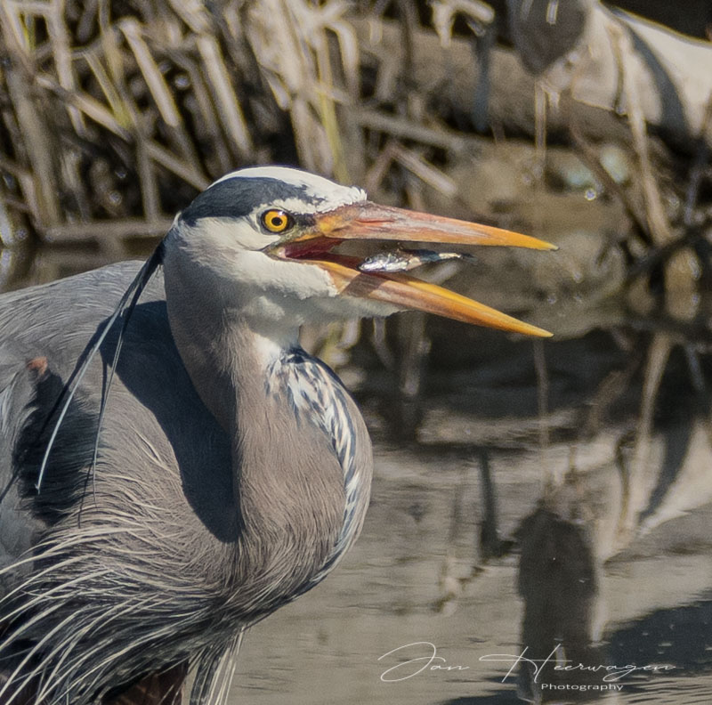 Jan HeerwagenApril 2021Good Catch