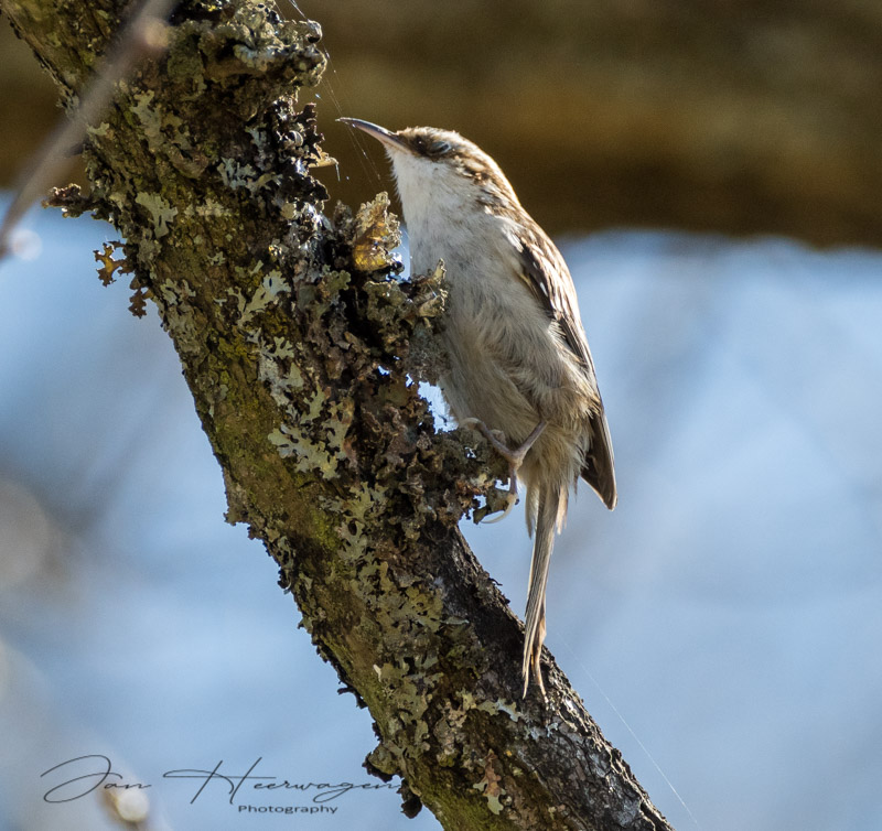 Jan HeerwagenApril 2021Tree Creeper