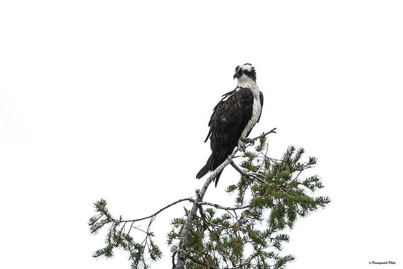 Rachel PenneyMay 2021Osprey Lookout