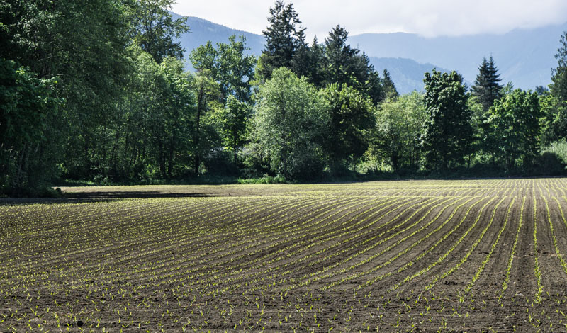 Racine Erland<br>Cowichan Farming<br>May 2021<br>The Corns Up!