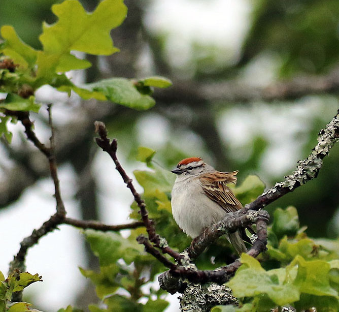 Willie HarvieMay 2021Chipping Sparrow