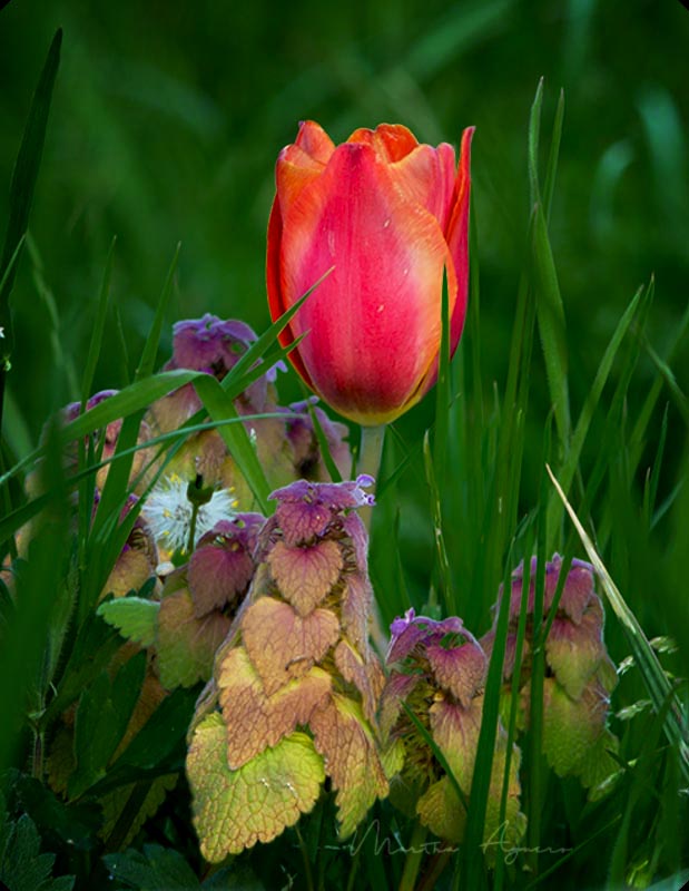 Martha Aguero May 2021Tulip by the road