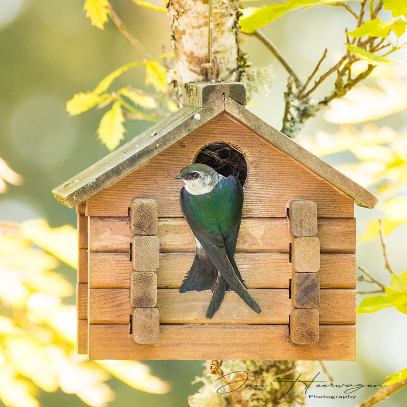 Jan HeerwagenMay 2021Violet Green Swallow