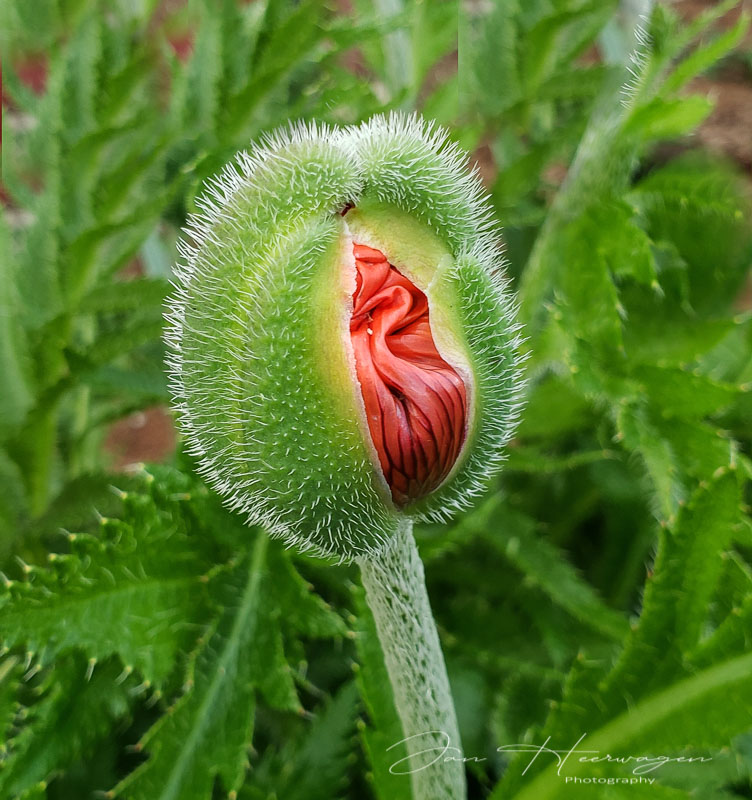 Jan HeerwagenMay 2021Poppy Emersion