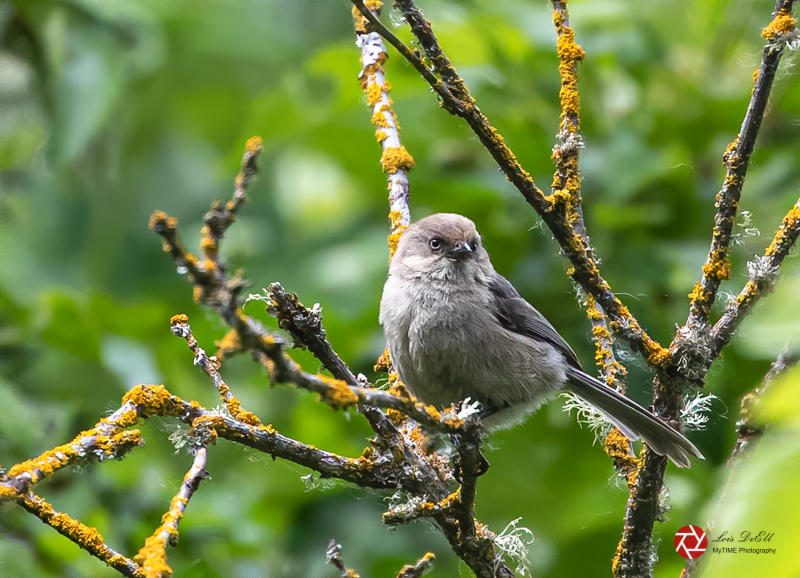 Lois DeEll May 2021Bushtit Portrait