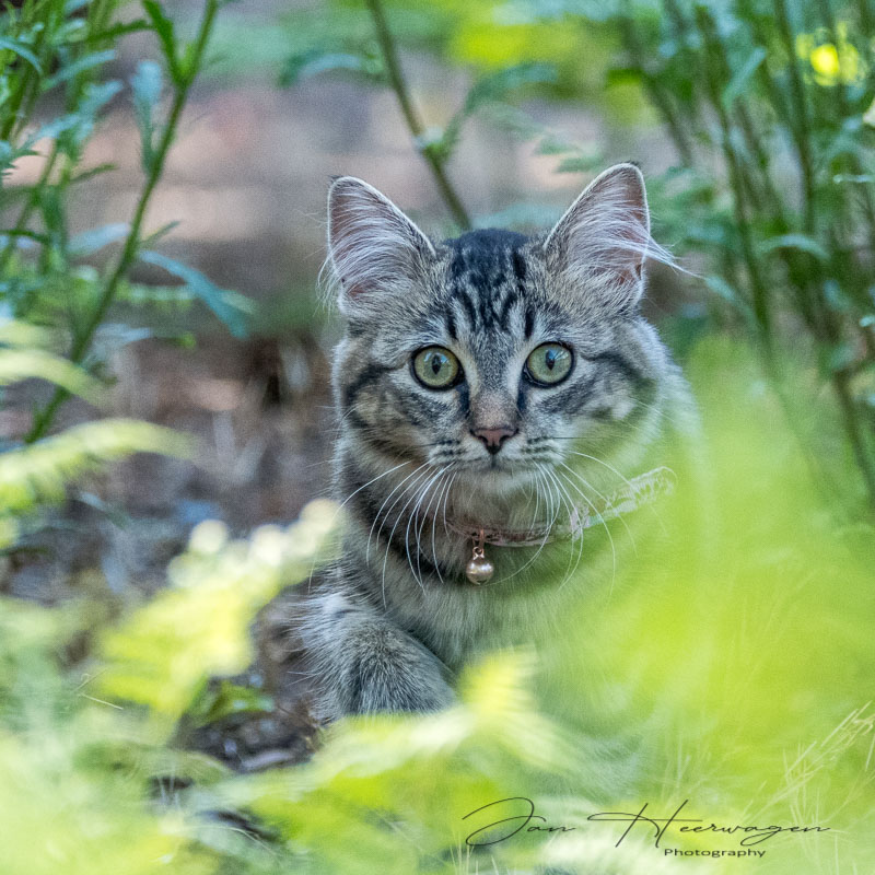 Jan HeerwagenMay 2021The Stalker